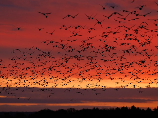 Sonnenuntergang mit Tausenden Vögeln.