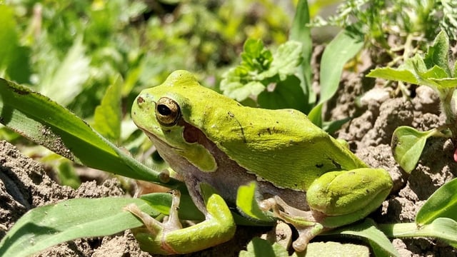 Auf dem Bild ist ein Laubfrosch in einem Reisfeld zu sehen.