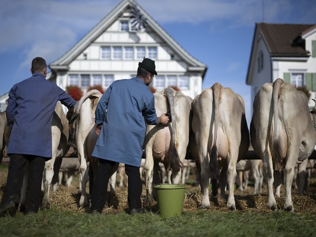 Landwirte in blauen Mänteln melken Kühe vor traditionellen Häusern.