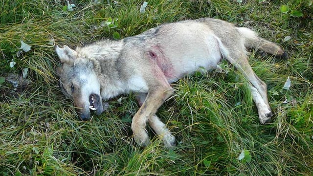 Ein toter Wolf liegt auf einer Wiese.