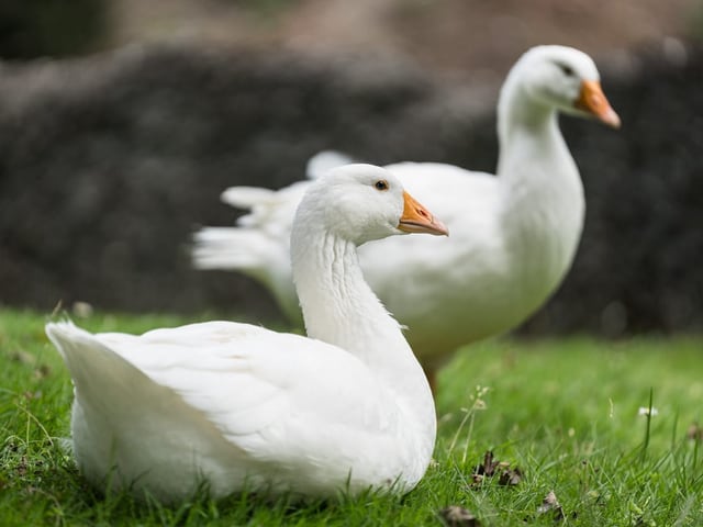 Eine sitzende Gans vor einer stehenden Gans im Hintergrund.