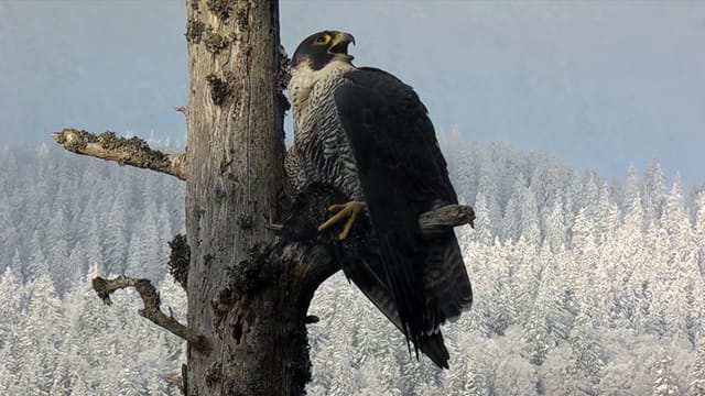 Schneller als sein Ruf: Der Wanderfalke gilt als schnellster Vogel der Welt. Doch seine Beutetiere, Finken, Stare oder Tauben haben auch etliche Tricks auf Lager, um ihm zu entkommen.