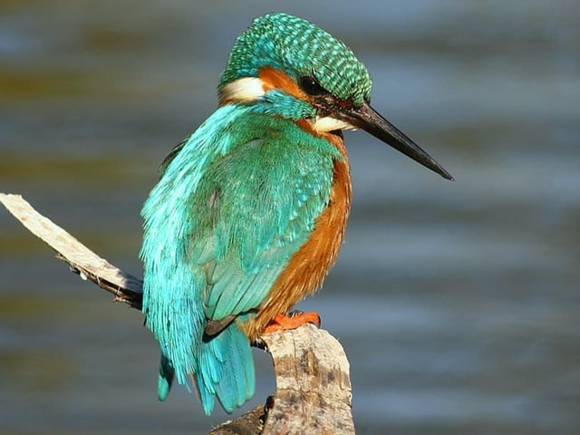 Auf dem Bild ist ein Vogel zu sehen.