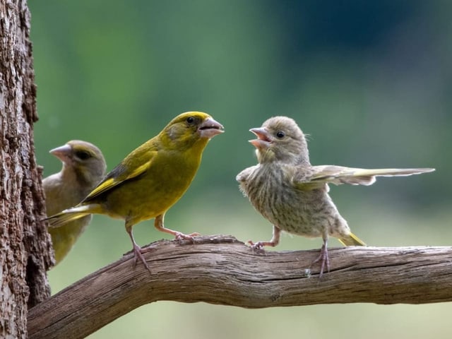 Auf dem Bild sind drei Vögel zu sehen.