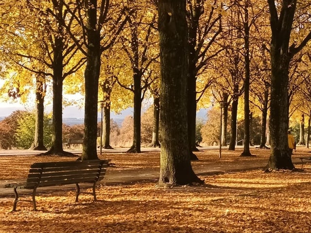 Herbstliche Verfärbung