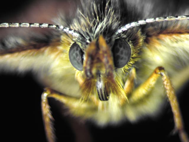 Der Schmetterling gehört zu den Fleckenfaltern und hat etwa eine Spannweite von sechs Zentimeter. 