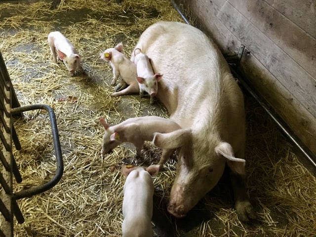 Eine Schweinemutter mit ihren Ferkeln.