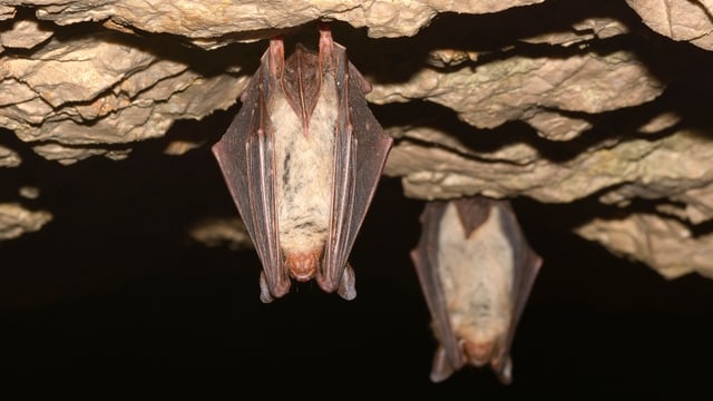 Zwei Fledermäuse hängen in einer Höhle