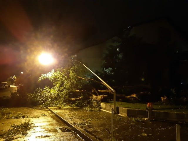 Ein umgestürzter Baum liegt neben einer Strassenlaterne. Sie ist auch umgeknickt.