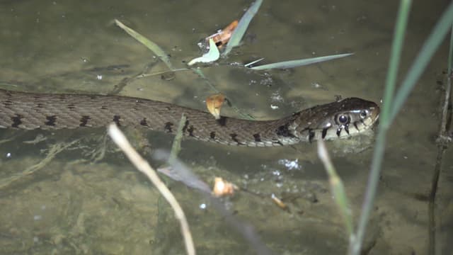 Ringelnatter, die im Wasser schwimmt und in die Kamera blickt