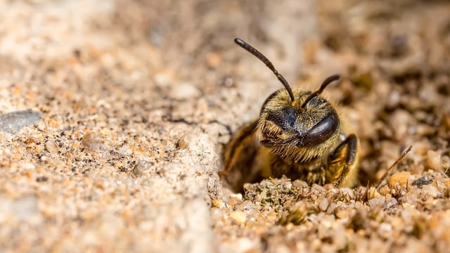 Wildbienen Im Garten Wildbienen Glucklich Machen So Geht S Mission B Srf