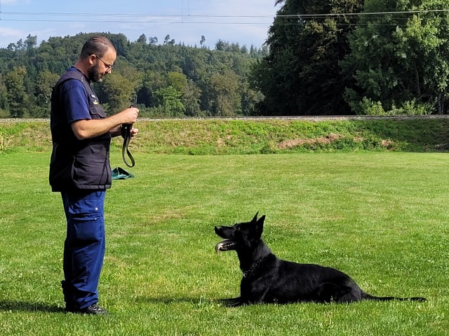 Auf diesem Bild wird der schwarze Schäferhund namens Kianu, von seinem Herrchen im «Platz» gehalten.