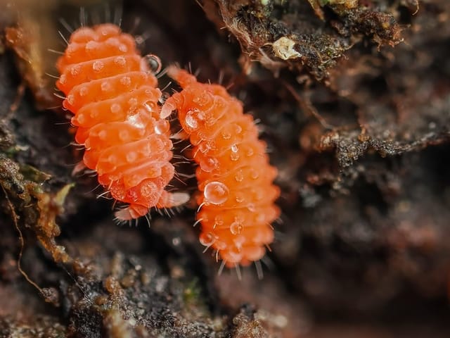 Zwei orangefarbene Insekten auf Erde.