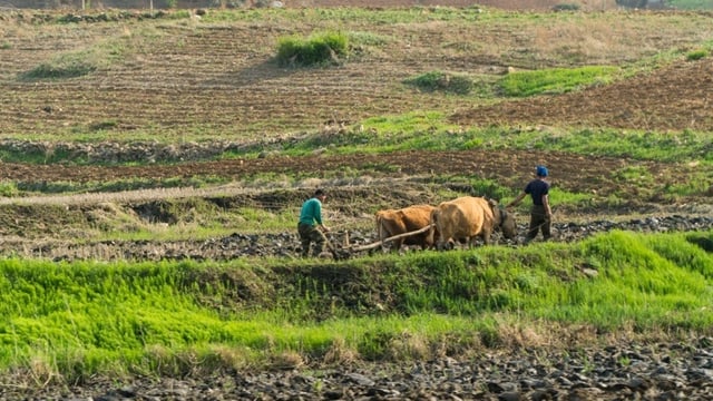 Bauern mit einem Büffelwagen im Feld.