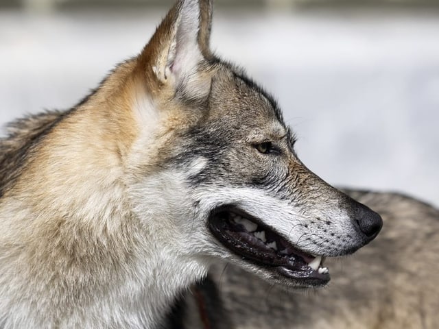 Nahaufnahme eines Wolfes in Seitenansicht.