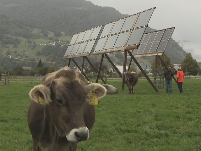 Bild einer Testanlage; Solarpannels und Kühe 