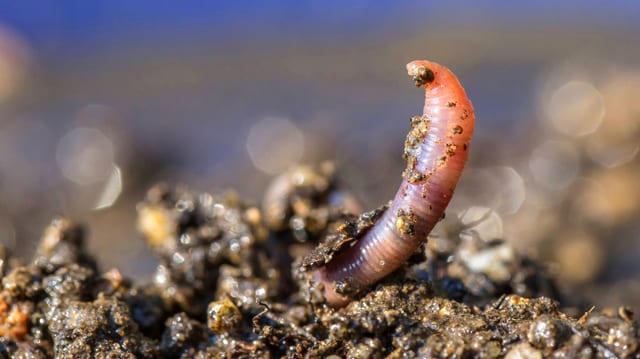 Regenwurm schaut aus der Erde