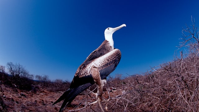 Ein Albatros vor blauem Himmel.