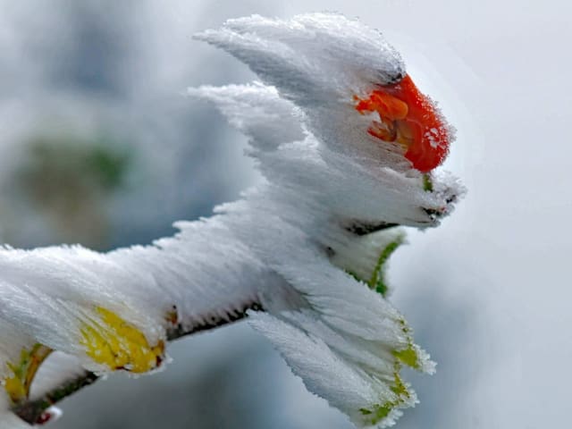 Pflanze, die mit Eisfäden bedeckt ist.