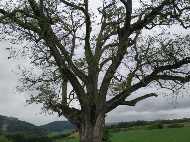 alter Baum