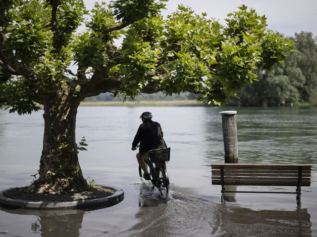 Ein Mann fährt mit seinem Velo im Wasser um einen Baum herum. 