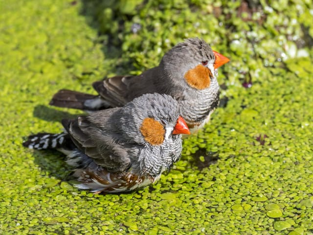 Zwei Zebrafinken im Wasser umgeben von Entengrütze.