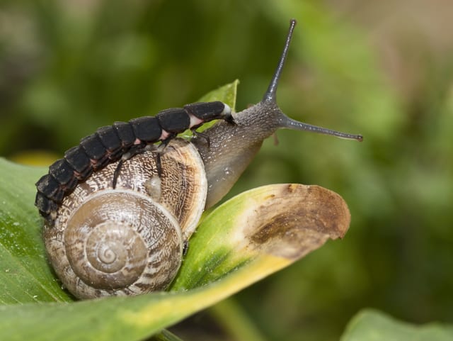 Eine Larve greift eine Schnecke an.