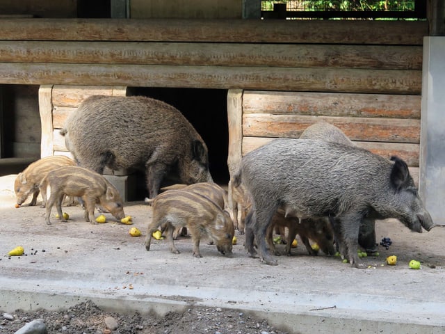 Wildschweine fressen Birnen