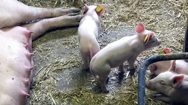 Schweinchen, daneben liegt eine Muttersau.