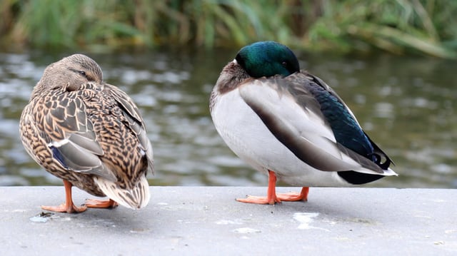 Schlafende Enten am Teich. 