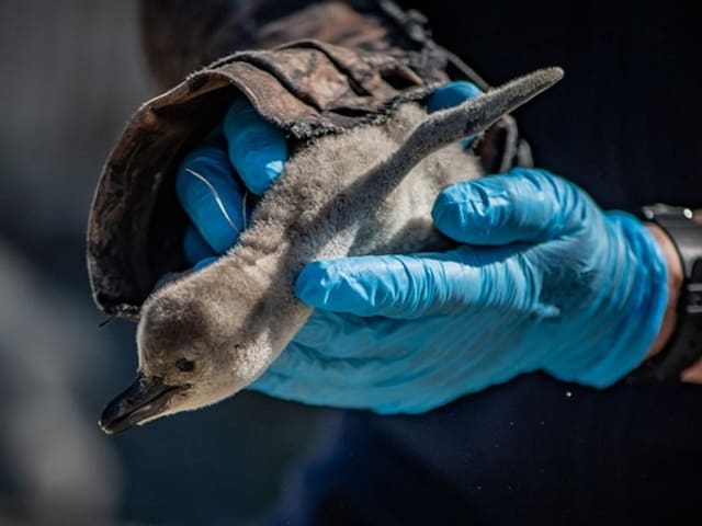 Person hält jungen Vogel in blauen Handschuhen.