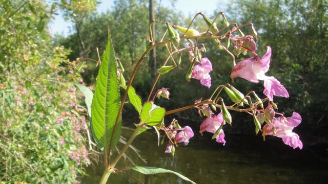 Pflanze mit lila Blüten und langezogenen Blättern, die an einem Bachufer wächst. Es ist das drüsige Springkraut.