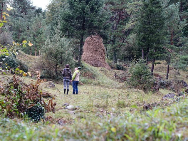 Leichter Föhrenwald