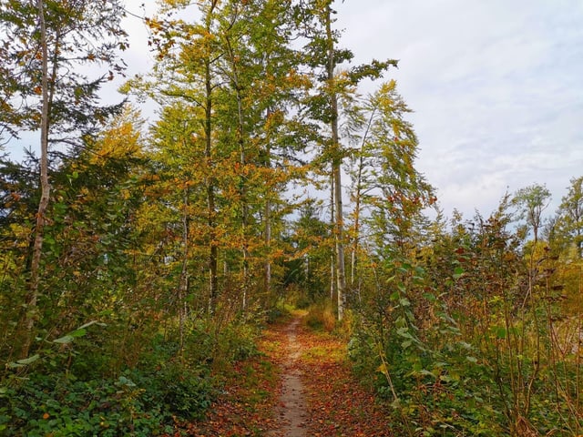 Schmaler Waldweg im Herbst.