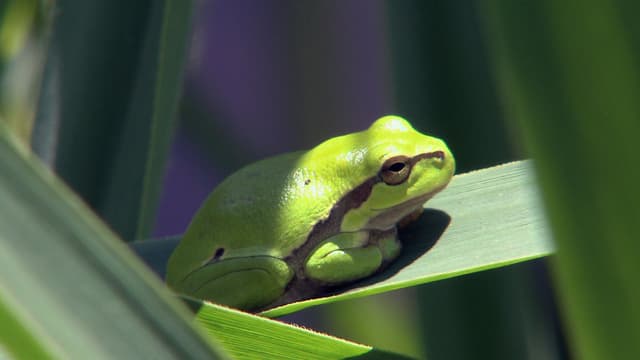 Ein Frosch auf einem Blatt.