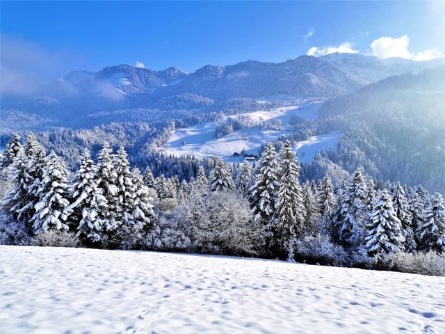 Blick von oben auf winterliche Landschaft. Zuvorderst sind schneebedeckte Tannen, dahinter schneebedeckte Flächen.