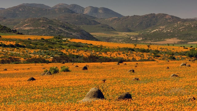 Termitenhügel mit orangen Blumen