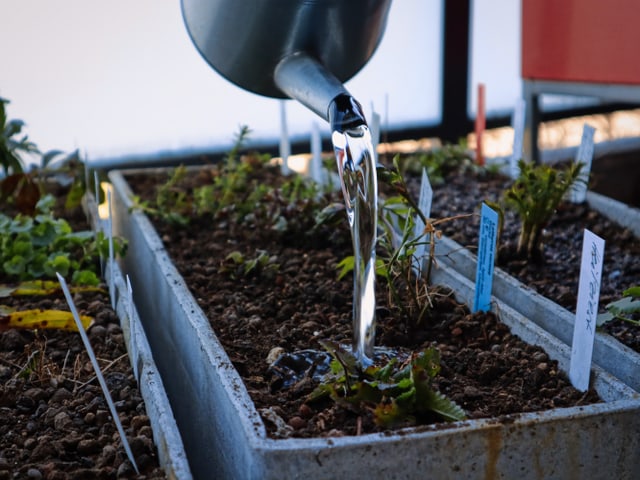 Birris Biodiverser Balkon Michel Birri Ersetzt Seine Plastikpflanzen Mit Wildblumen Mission B Srf