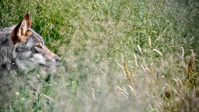 Wolf auf einer Wiese