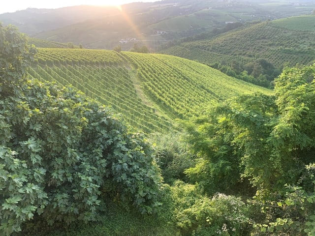 Blick auf grüne Weinberge im Sonnenuntergang.