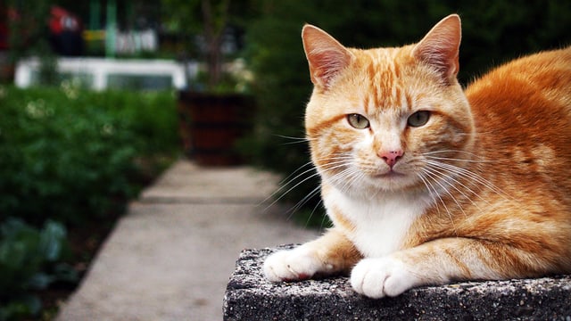 Eine rot getiegerte Katze liegt in einem Garten auf einem Stein.