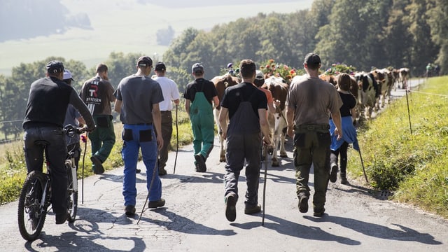 Junge Bauern treiben ihre Kühe während einem Alpabzug ins Tal,