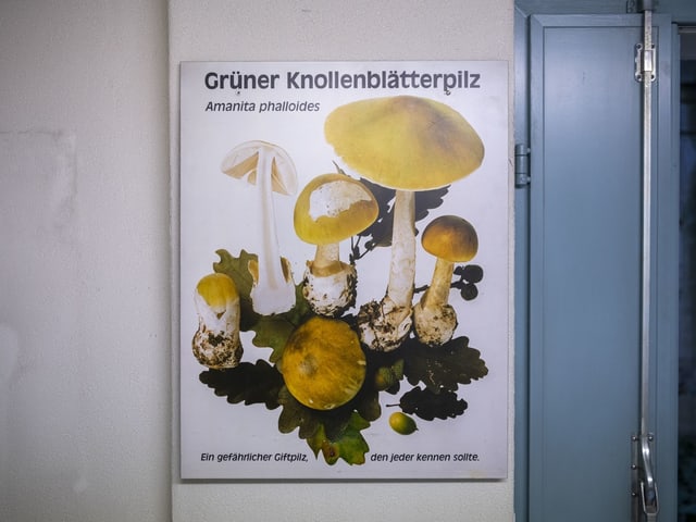 Plakat mit Abbildung und Beschreibung des Grünen Knollenblätterpilzes.