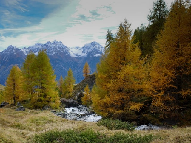 Herbstlandschaft mit Bergen, Fluss und gelben Bäumen.