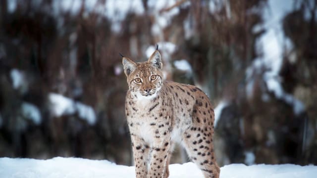 Ein Luchs steht im Schnee und schaut in die Kamera