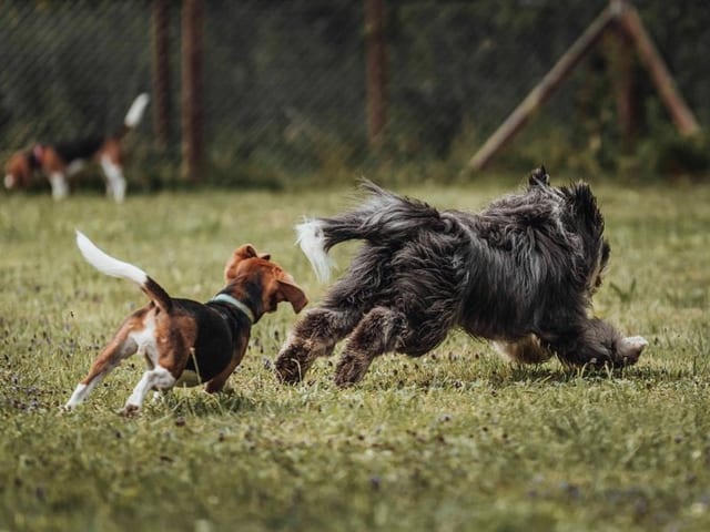 Zwei Hunde rennen auf einer Wiese.