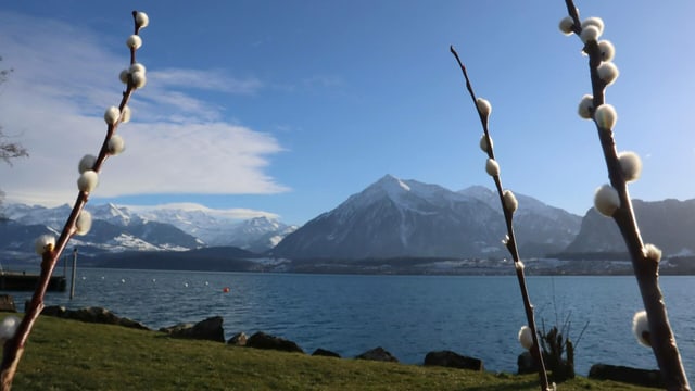 Weidekätzchen am 3. Februar am Thunersee.