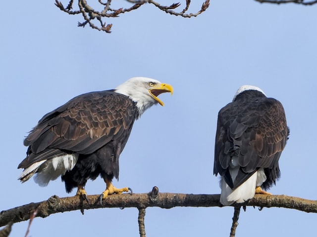 Zwei Adler auf einem Ast.