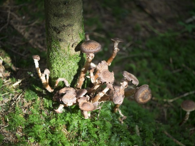 Der Wald und seine Helfer Wie Pilze und Insekten den