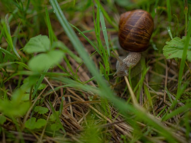 Weinbergschnecke